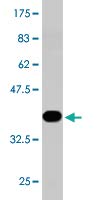 Anti-ROBO2 Mouse Monoclonal Antibody [Clone: 4G5] - 200µl for Neuroscience Research - Ideal for Western Blot, Immunohistochemistry & Flow Cytometry
