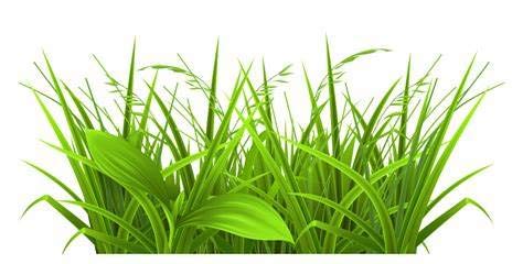THE WET MUD Lemongrass Essential Oil Diffuser - 15ML Aromatherapy Oil for Relaxation, Stress Relief & Home Fragrance