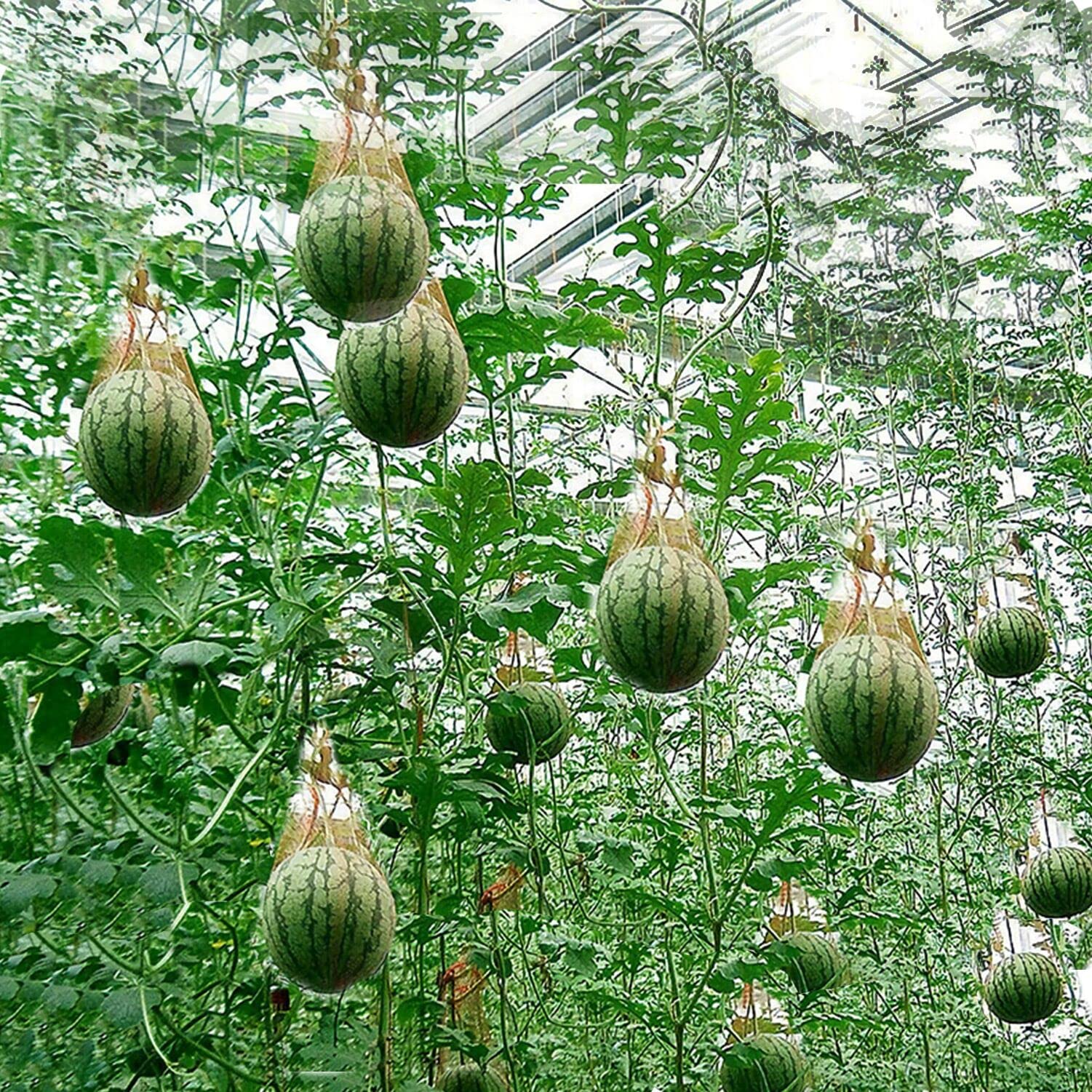 100 Pack Heavy Duty Melon Nets - 23.6 Inch Hanging Watermelon Support Bags with Drawstring for Watermelon, Honeydew, Cantaloupe & Cucumbers | Durable Fruit Protection for Garden, Farm & Backyard Harvesting
