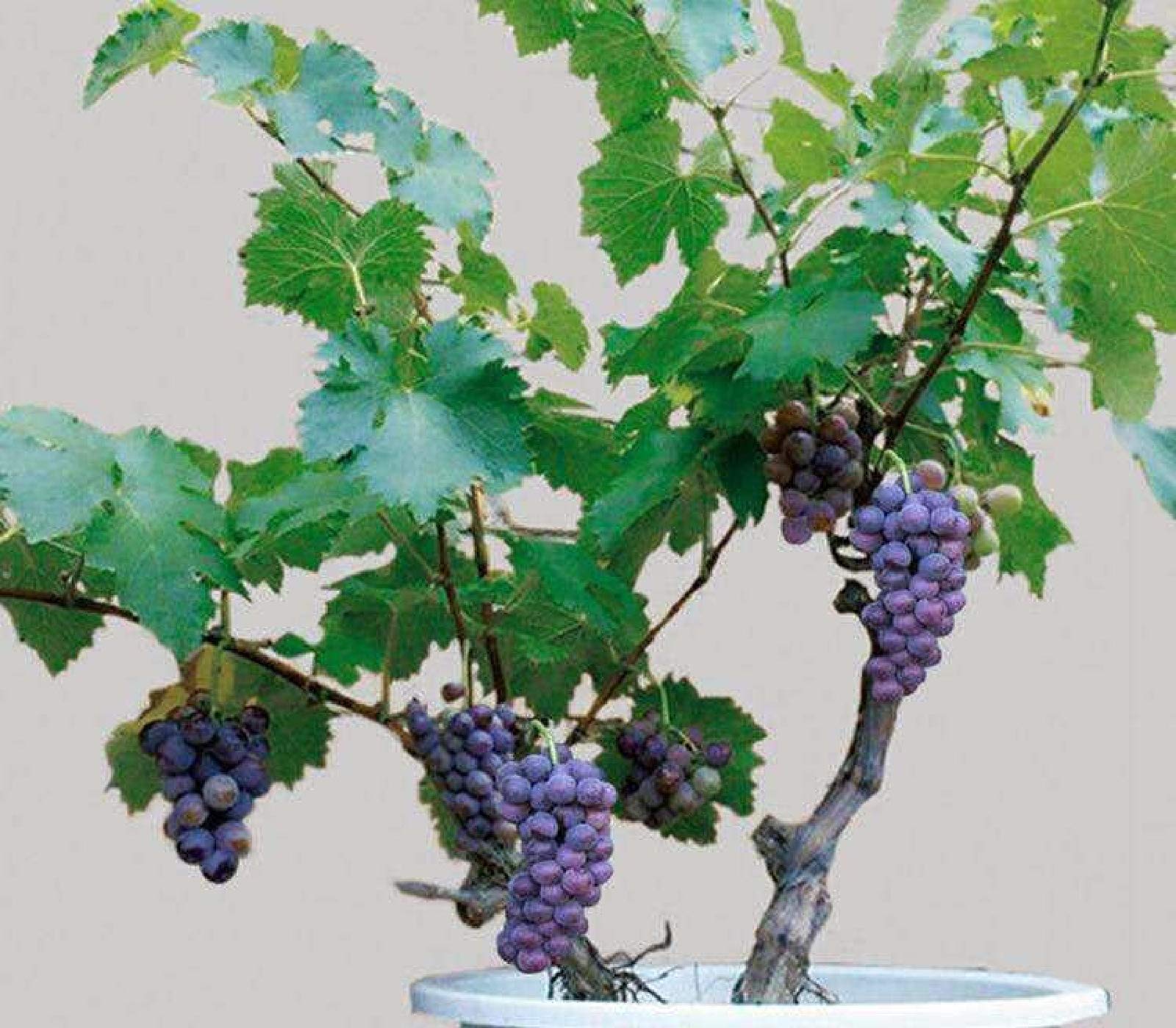 30pcs Sweet Grape Vine Seeds for Planting - Delicious Fruit, Succulent Indoor Bonsai Plants - Perfect for Home Gardening, DIY Projects & Gift Giving
