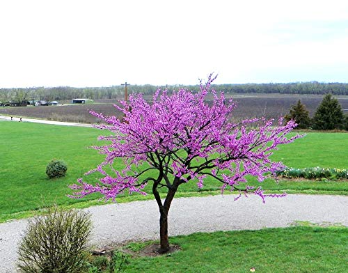 Judas Tree Bonsai Seeds (Cercis Siliquastrum) - 15 European Redbud Flowering Seeds for Planting, Beautiful Pink Sakura-Like Blooms - Perfect for Home Gardens, Bonsai Cultivation, and Romantic Landscaping