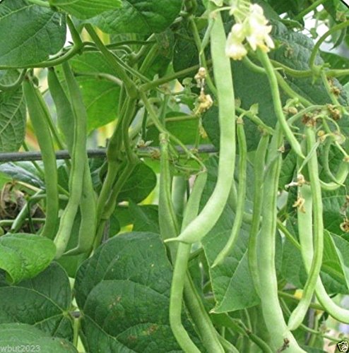 100 Kentucky Wonder Pole Bean Seeds - Old Homestead Heirloom Variety | Long Green Pods for Fresh Eating, Canning & Home Gardening