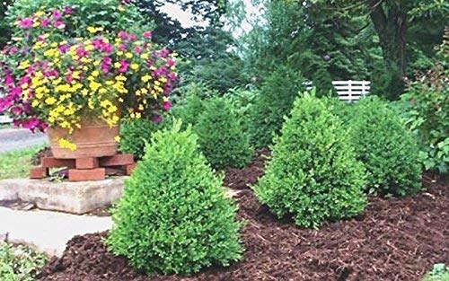 10 Live Green Mountain Boxwood Shrubs - Quart Container Plants for Landscaping, Privacy Hedges & Garden Borders | DAS Farms (Excluding California) | Perfect for Front Yard Decor, Foundation Planting & Topiary Designs