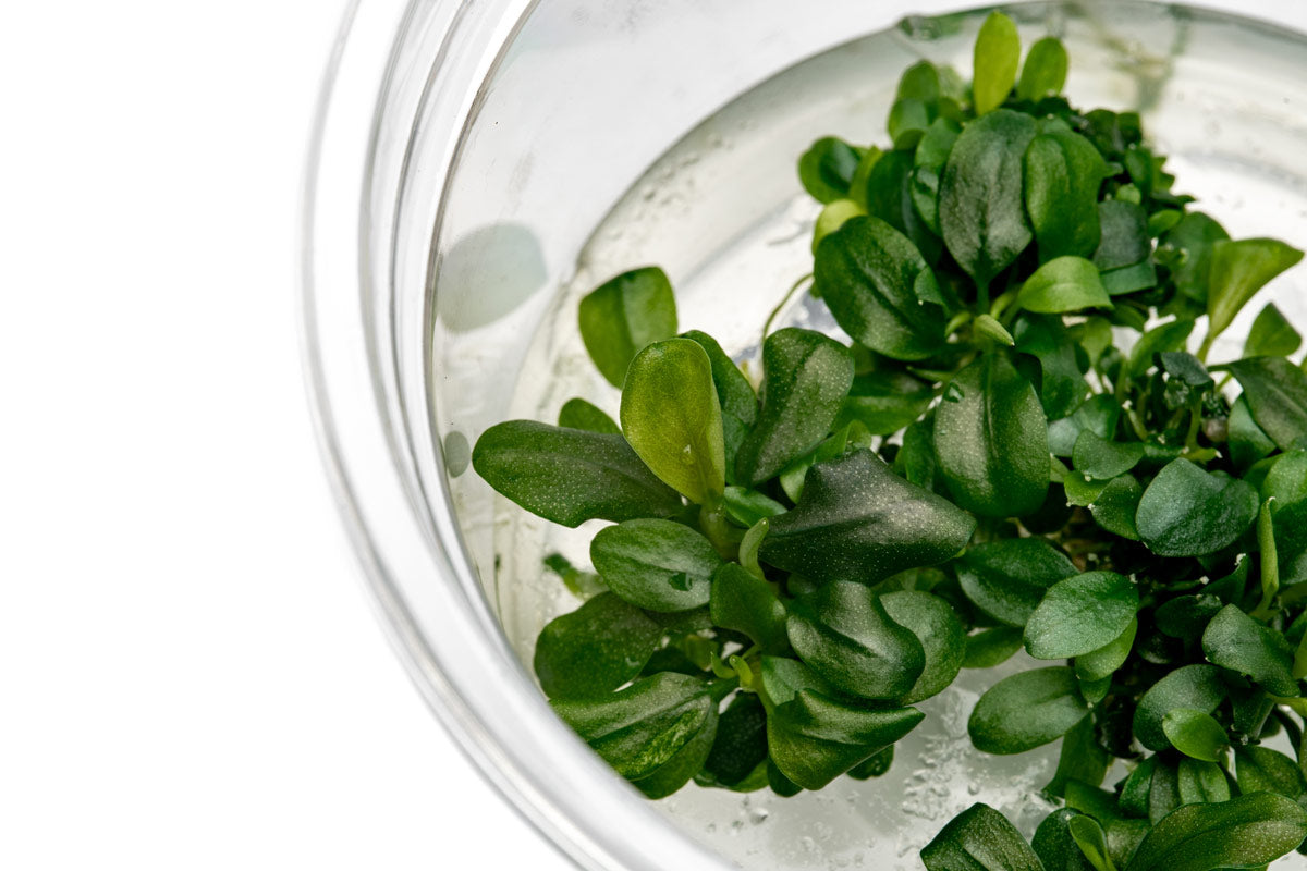Bucephalandra Sintang Green Tissue Culture - Live Aquatic Plant for Aquarium, Terrarium & Paludarium | Easy Care Freshwater Plant for Fish Tanks, Shrimp Tanks & Aquatic Landscaping