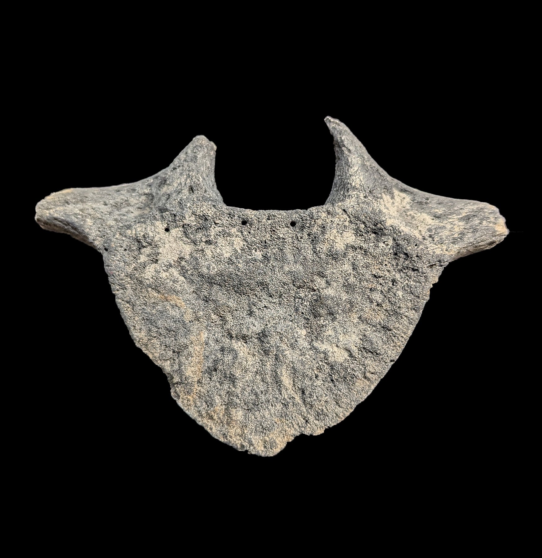 Authentic Fossil Whale Vertebrae for Sale - Rare Marine Mammal Bone Specimen - Perfect for Paleontology Collectors & Home Decor