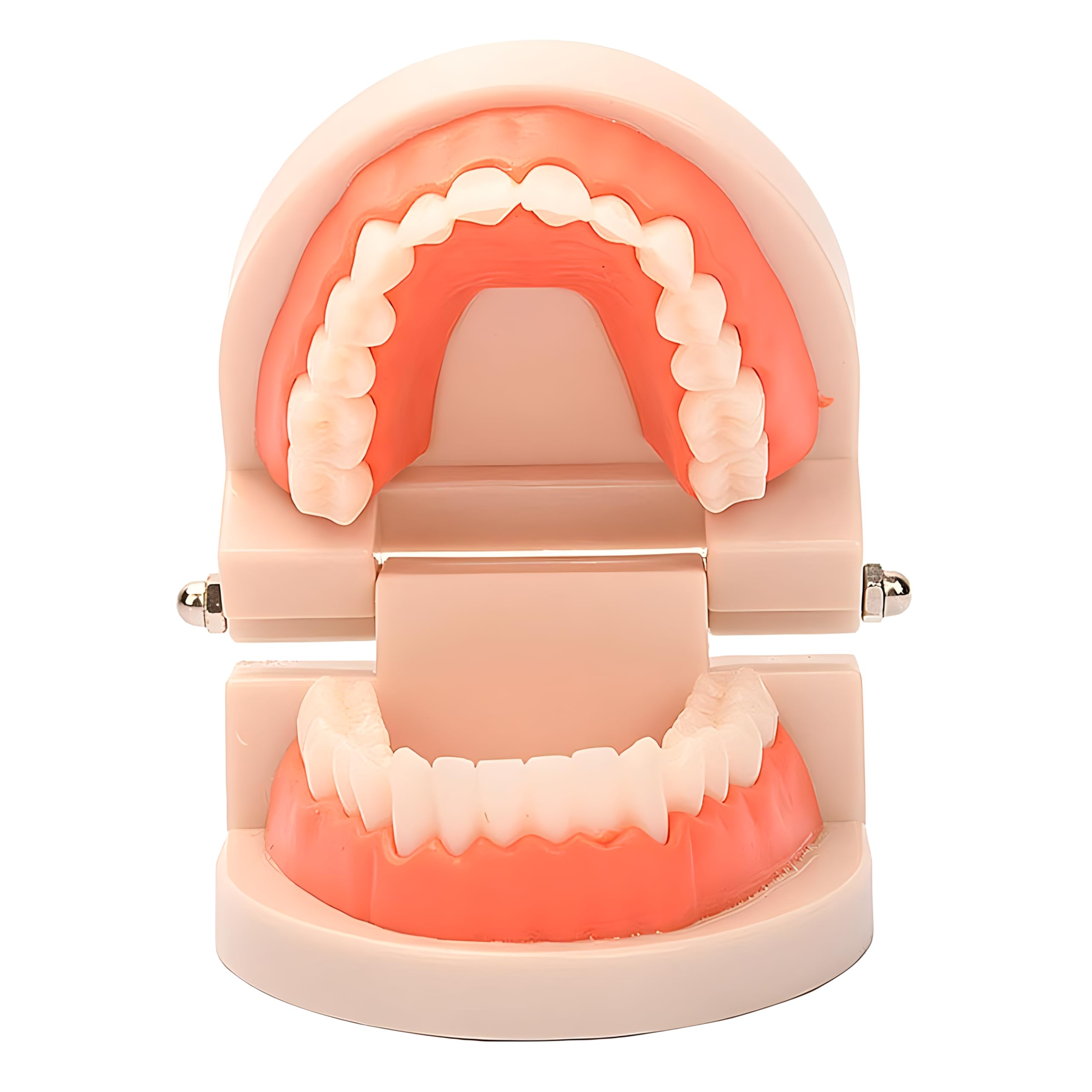 YOFAN Standard Teeth Model for Kids & Adults - Dental Teaching Study Supplies, Typodont Demonstration Teeth Model (Without Wisdom Teeth) - Perfect for Dental Students, Dentists & Classroom Education