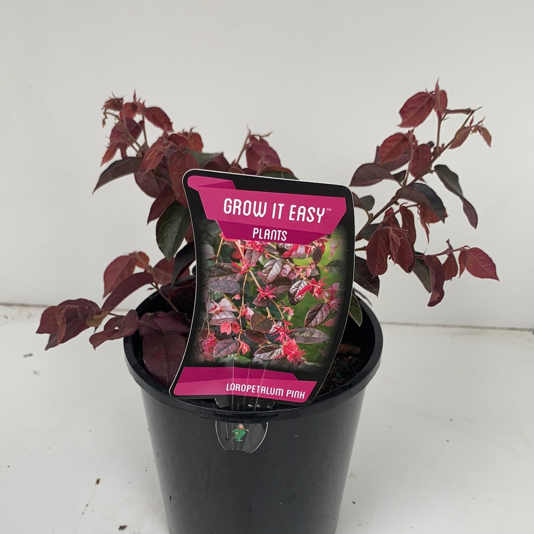 Loropetalum 'Plum Gorgeous' - Purple Fringe Flower Bush for Landscaping | Drought-Tolerant Evergreen Shrub for Gardens, Borders & Containers