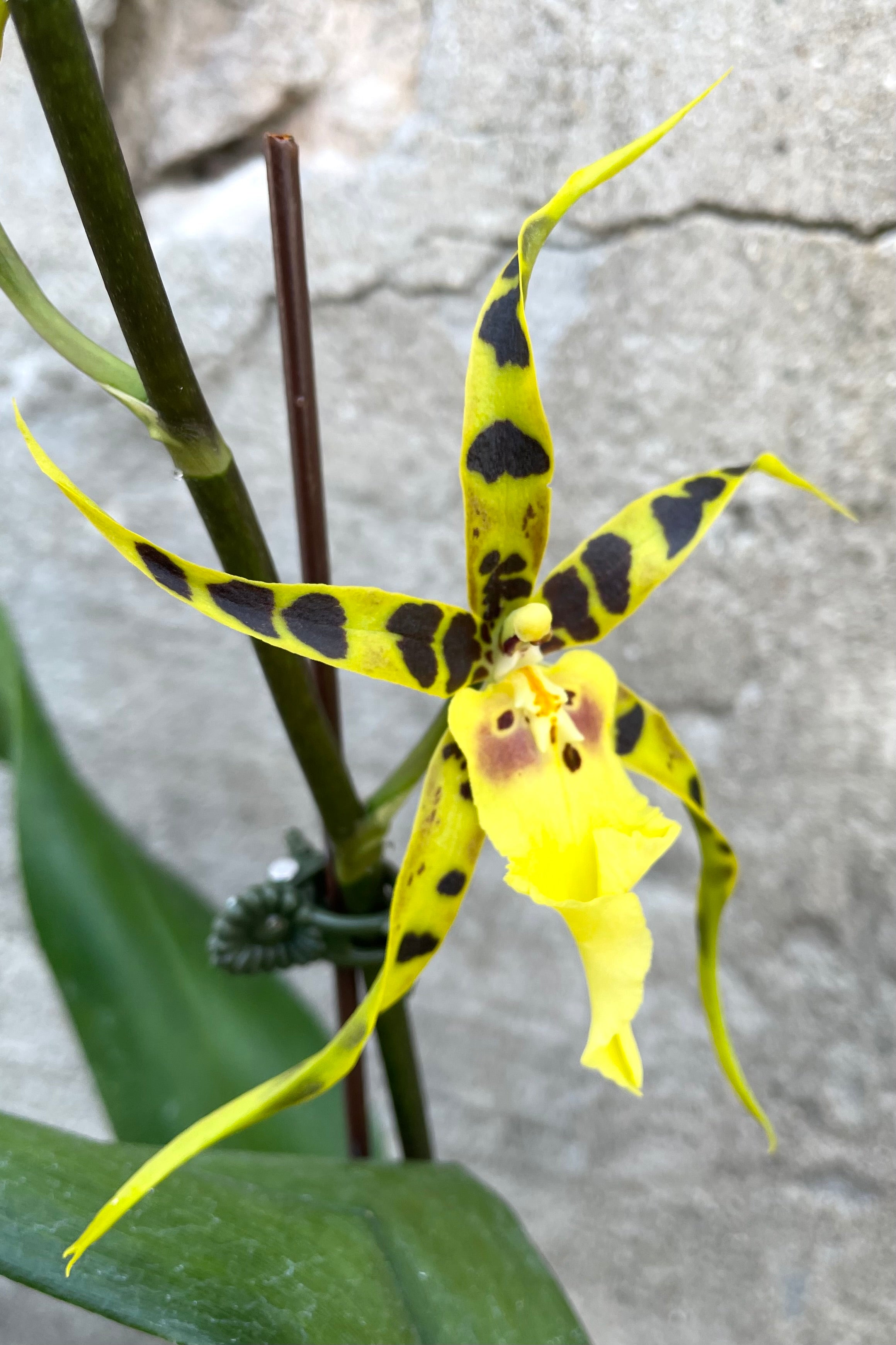Brassia Orchid 4 - Exotic Spider Orchid for Home & Office Decor | Perfect for Indoor Gardening & Floral Arrangements