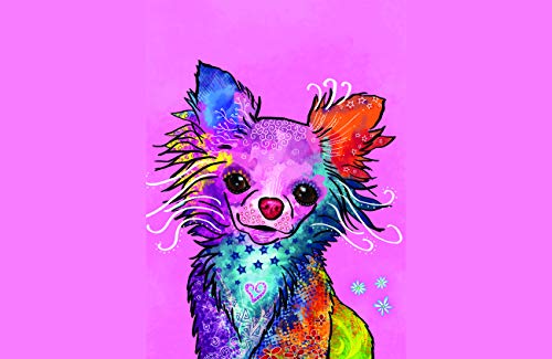 Chihuahua Rainbow