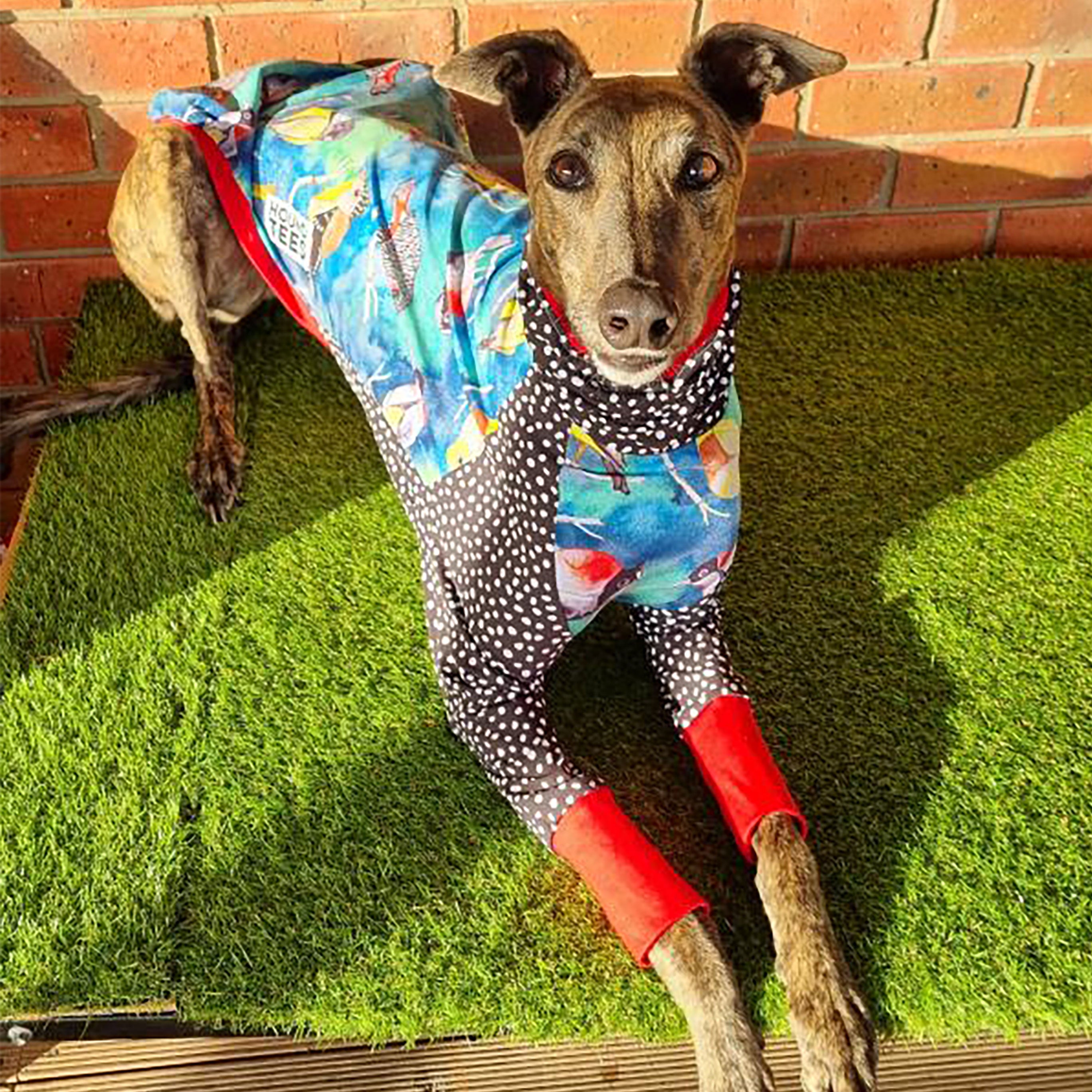 Birbs Whippet Long Sleeve Hound T-Shirt - Comfortable Dog Lover Apparel for Casual Wear & Outdoor Adventures