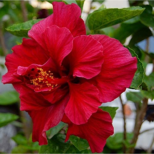 Organic Raw Hibiscus Flowers 100g - Dry Hibiscus (Rosa-Sinensis) for Hair Growth & Skin Care | Natural Gudhal Ka Phool | Pure, Unprocessed | Perfect for DIY Hair Masks, Face Packs & Herbal Teas