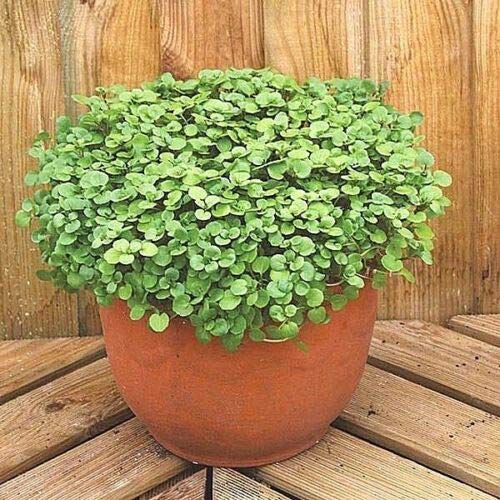 500+ Organic Non-GMO Watercress Seeds - Superfood for Spring & Fall Gardening - Perfect for Containers, Raised Beds & Indoor Hydroponics