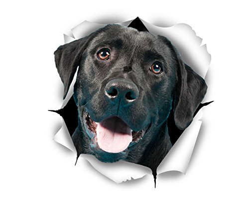 Cute Black Labrador