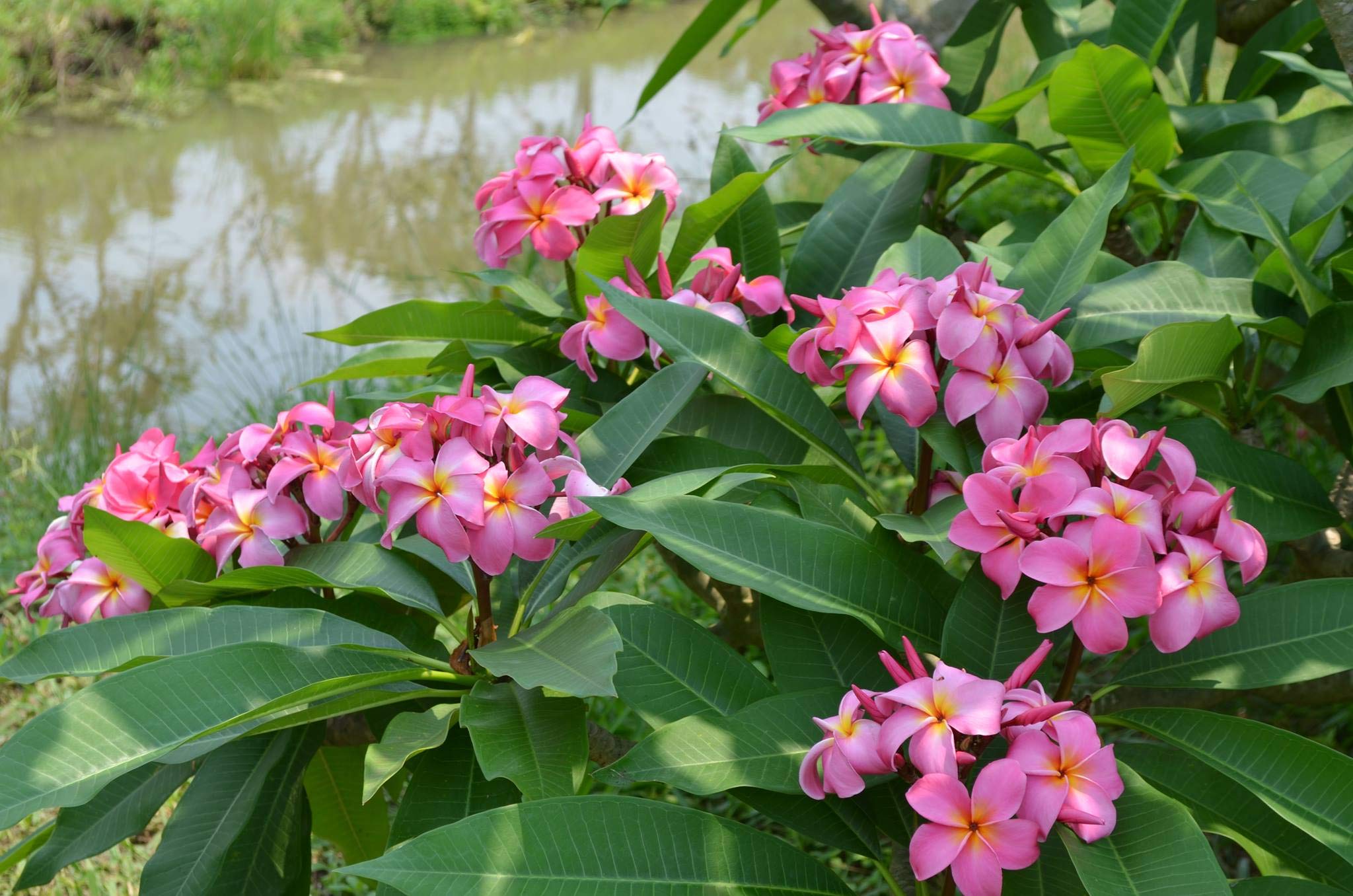 8 Hawaiian Live Plumeria Tree Cuttings - 2 White, Pink, Red, Yellow (9