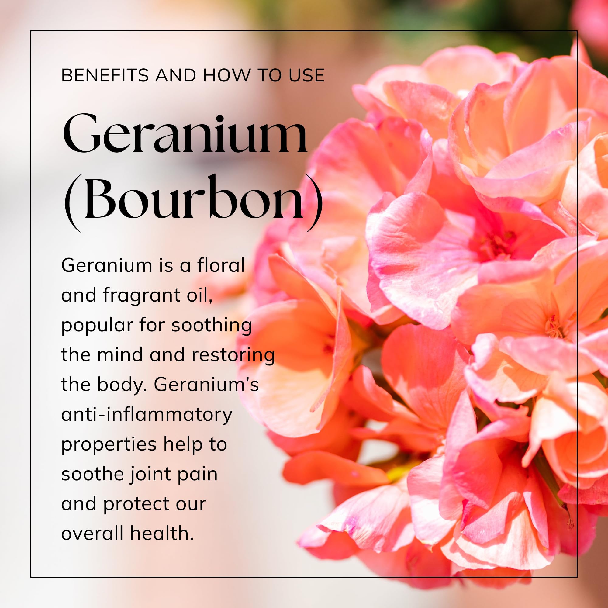 Nikura Geranium Essential Oil - 10ml | 100% Pure Natural Bourbon Geranium Oil for Aromatherapy, Sleep Aid, Stress Relief & Skin Care | Vegan, UK Made | Perfect for Diffusers, Massage, Bath & Candle Making