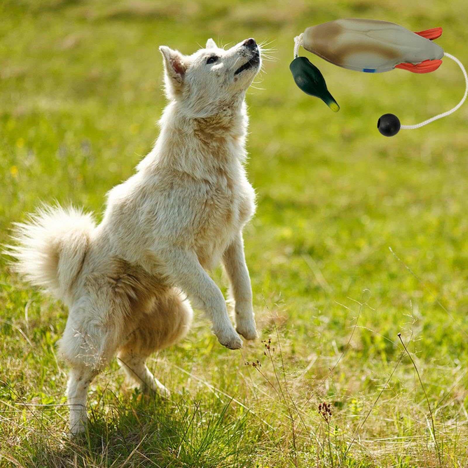 Duck Dog Toy for Training - Outdoor Retriever & Puppy Play