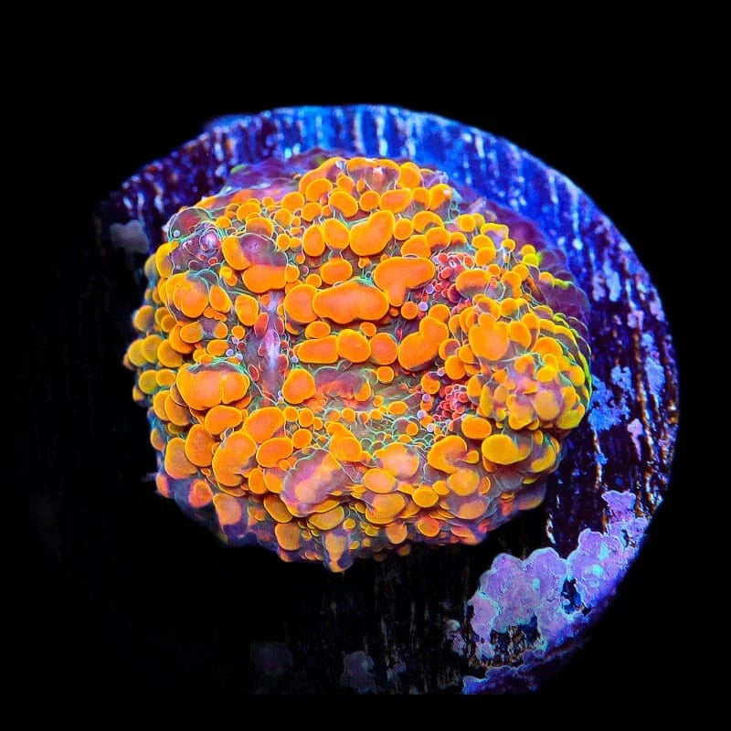 CC Cloudberry Chalice Coral - Premium Saltwater Aquarium Coral for Reef Tanks | Perfect for Marine Fish Tanks & Coral Propagation