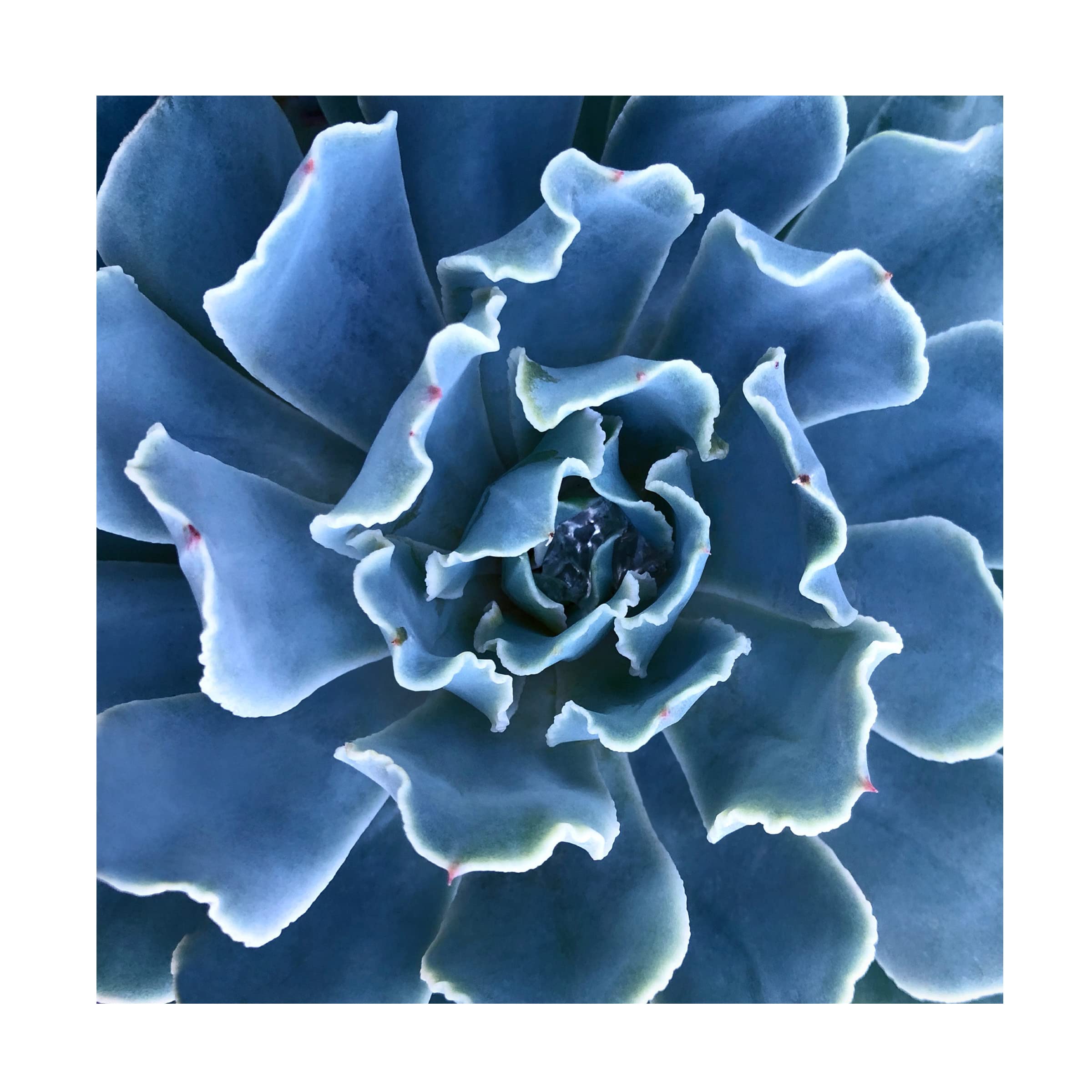 Trademark Fine Art 'Ruffled Edges' Canvas Wall Art by Jan Bell - Modern Home Decor for Living Room, Bedroom & Office