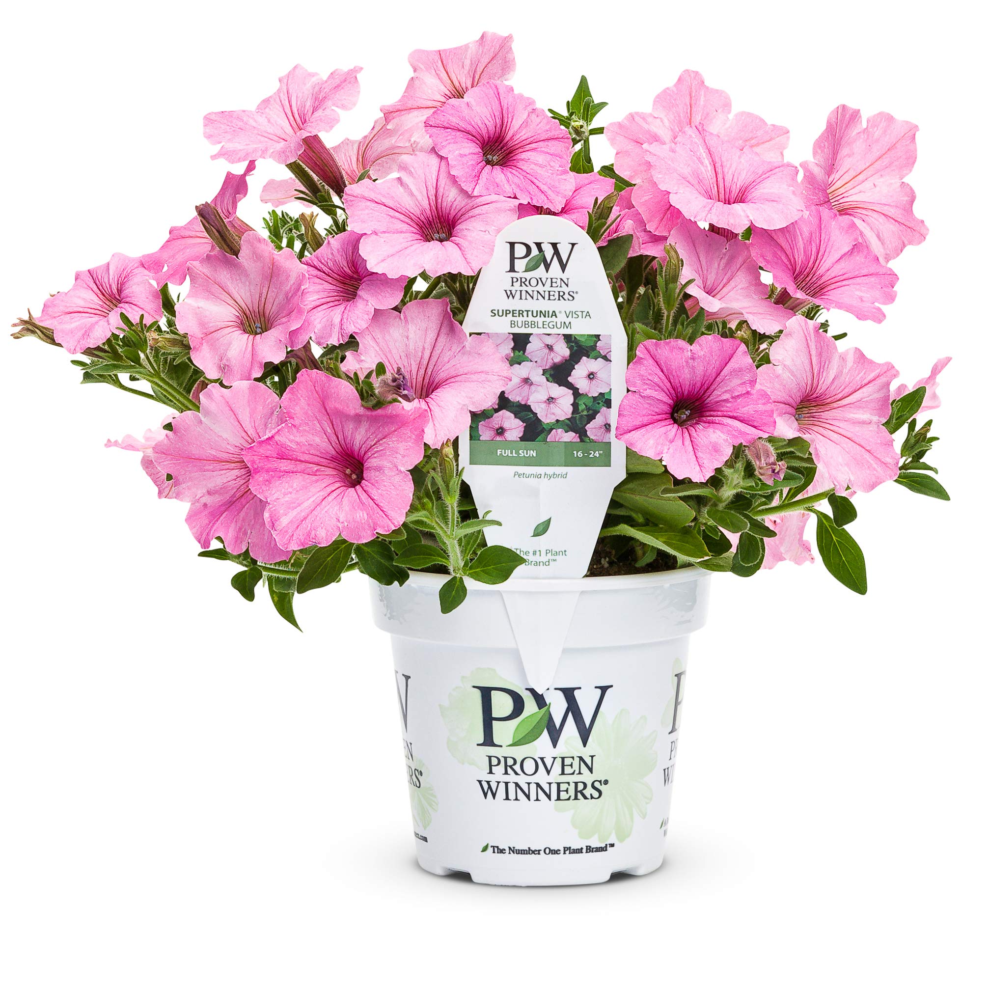 Supertunia Premium Annual Plants (4-Pack) - Vista Bubblegum Color - 4.33 Inch Pots - Perfect for Patio, Garden & Outdoor Decor