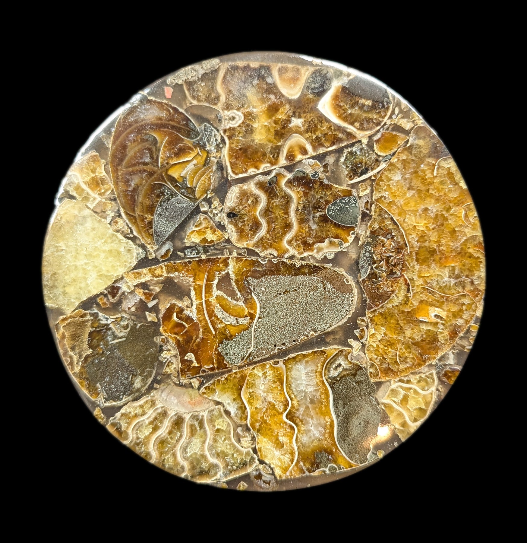 Natural Ammonite Fossil Coaster Set of 4 - Stone Drink Coasters for Home & Office - Perfect for Protecting Tables from Hot & Cold Beverages