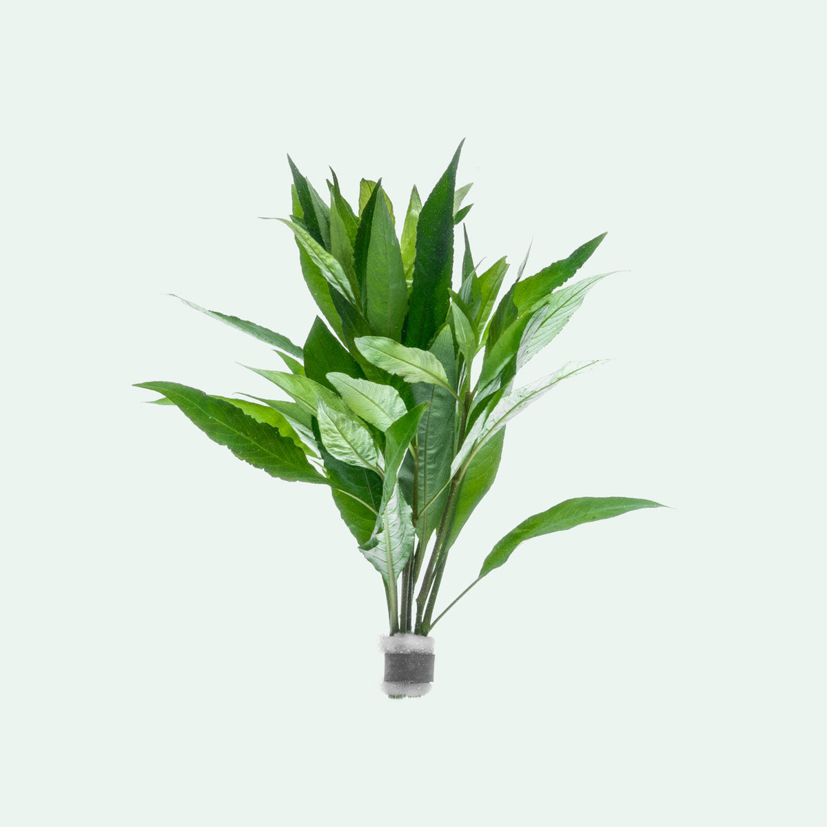 Hygrophila Corymbosa Stricta (Nomaphila Stricta) - Live Aquarium Plant for Fish Tanks, Freshwater Aquascaping & Aquatic Gardens - Perfect for Beginners & Planted Tanks