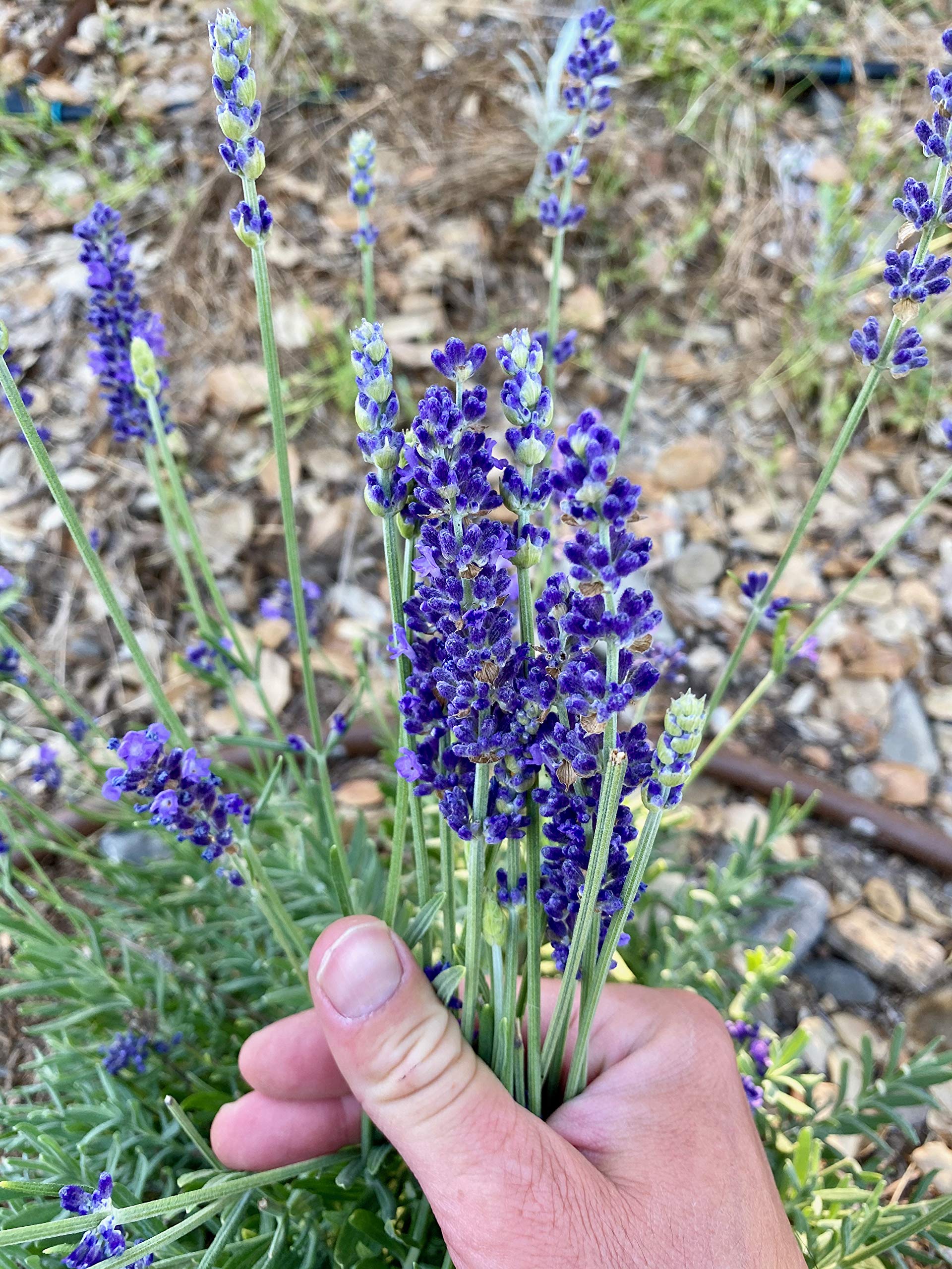 Premium Blue Spear Lavender Seeds - Non-GMO Heirloom Herb & Flower Seeds (50 Count Pack) for Home Gardening, Landscaping & DIY Projects - Perfect for Herb Gardens, Flower Beds & Outdoor Planting - Made in USA