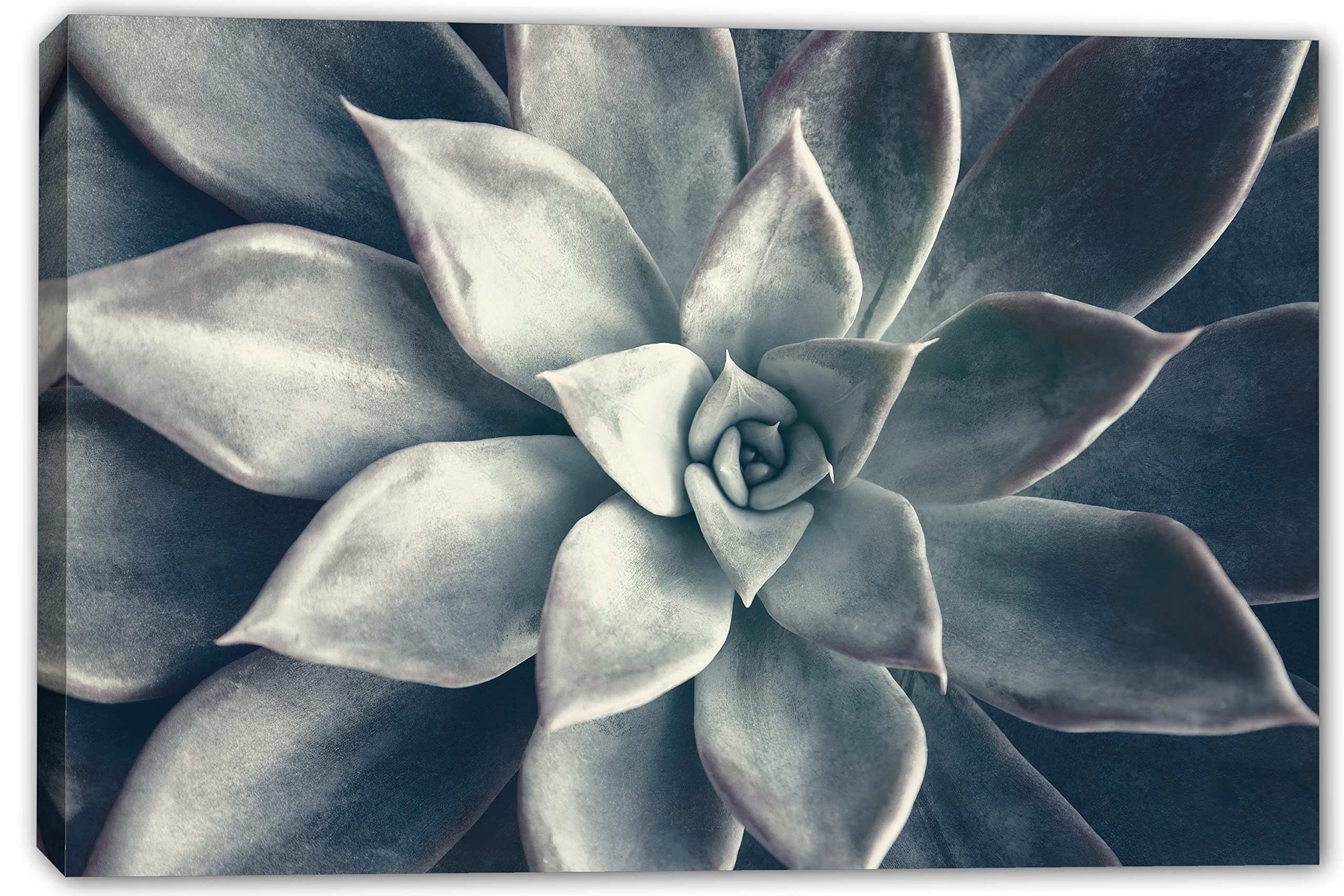 30x20 Echeveria Succulent Canvas Print - Dark Teal Botanical Plant Wall Art Decor for Living Room, Bedroom & Office