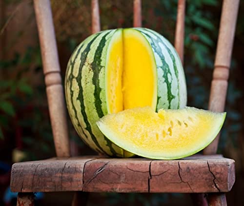 30+ Yellow Flesh Doll Babies Desert King Watermelon Seeds (Not Seedless) - Sweet Juicy Melon for Home Gardening, Farmers Market & Fresh Fruit Snacking