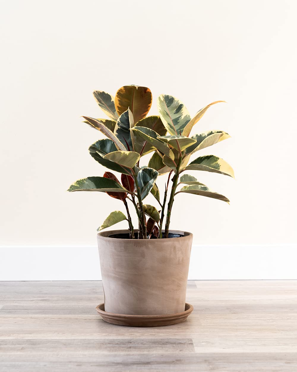 Ficus Elastica 'Tineke' Rubber Plant - Large Live Indoor Floor Plant for Home & Office Decor | Air-Purifying Houseplant for Living Room, Bedroom, or Workspace
