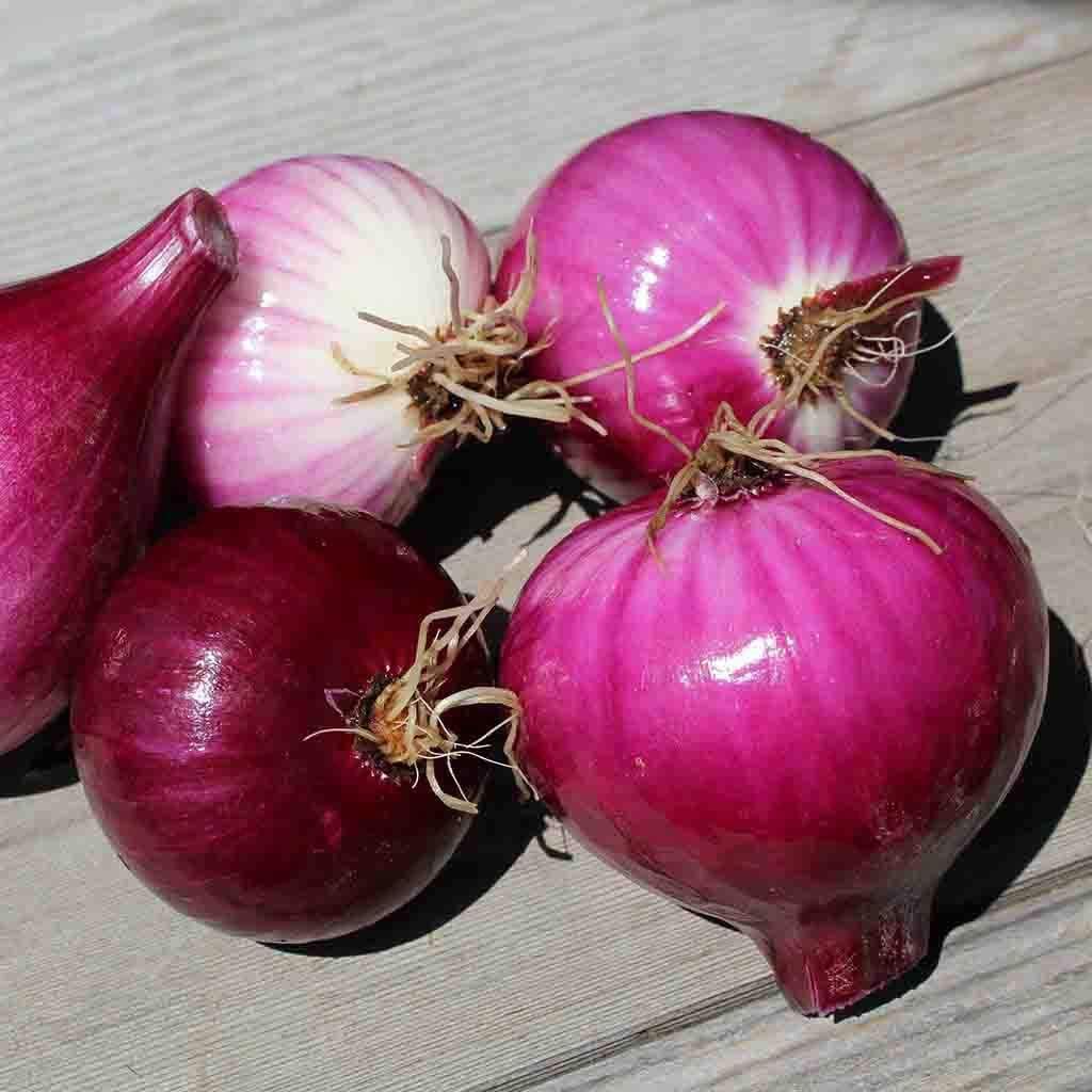 Red Burgundy Onion Seeds - 500+ Heirloom Sweet Onion Seeds for Planting, Gardening, Cooking & Fresh Salads | Non-GMO, High Germination Rate | Perfect for Home Gardens, Farmers Markets & Organic Farming