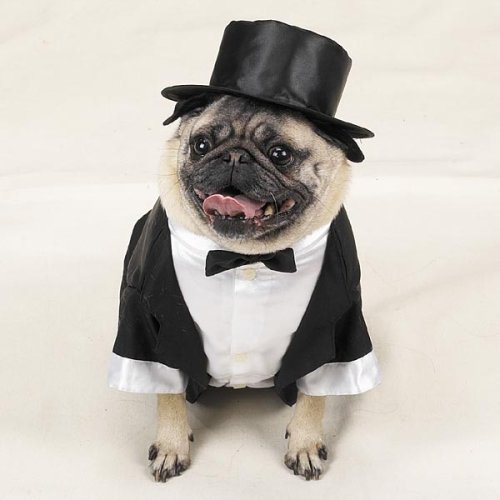 Premium Dog Tuxedo Costume for Small Dogs XS - Formal Pet Attire for Weddings, Parties & Special Occasions