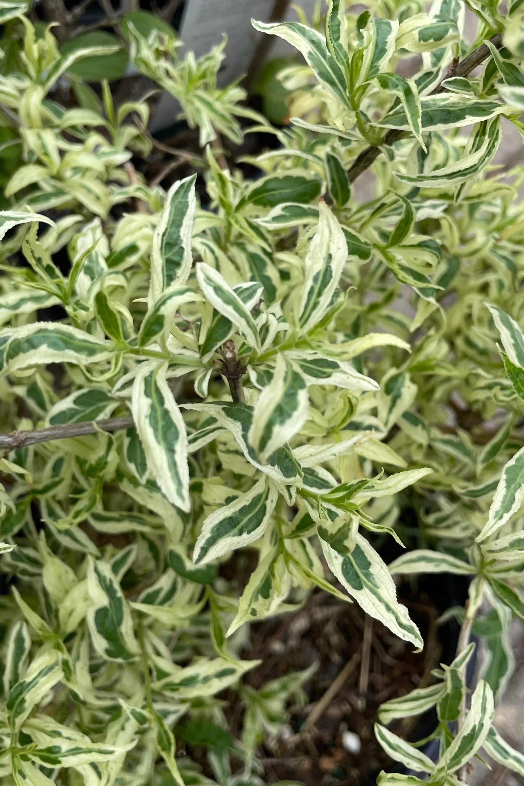 Diervilla sessilifolia 'Cool Splash' - Hardy Shrub with Variegated Foliage for Landscaping, Gardens & Borders | Drought-Tolerant Plant for Sunny Areas