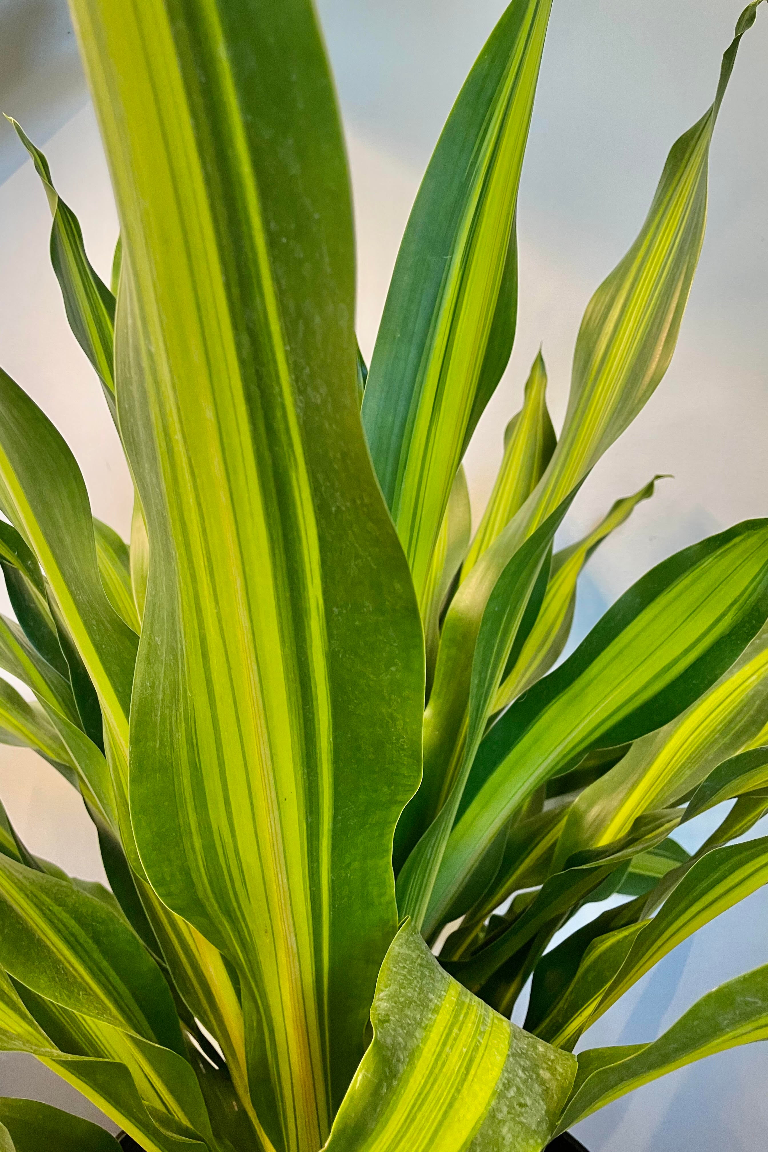 Dracaena 'Giganta' 14