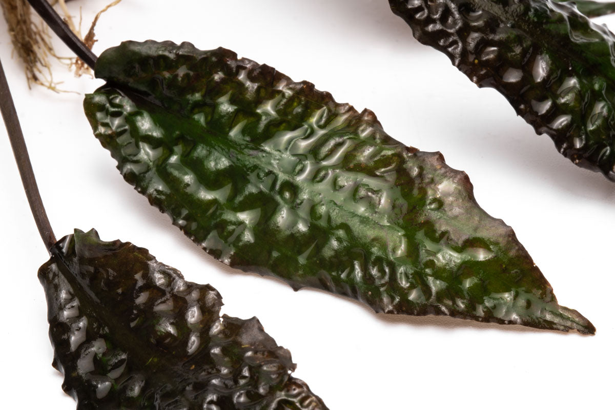 Cryptocoryne Keii Aquatic Plant for Freshwater Aquariums - Live Aquarium Plants for Fish Tanks, Aquascaping, and Aquatic Gardens