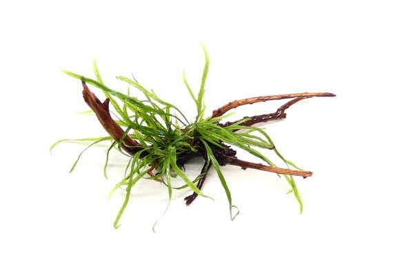 Dennerle Microsorum Trident Spiderwood - Live Aquatic Plant for Aquariums & Terrariums - Perfect for Shrimp Tanks, Nano Aquascapes & Natural Aquarium Decor