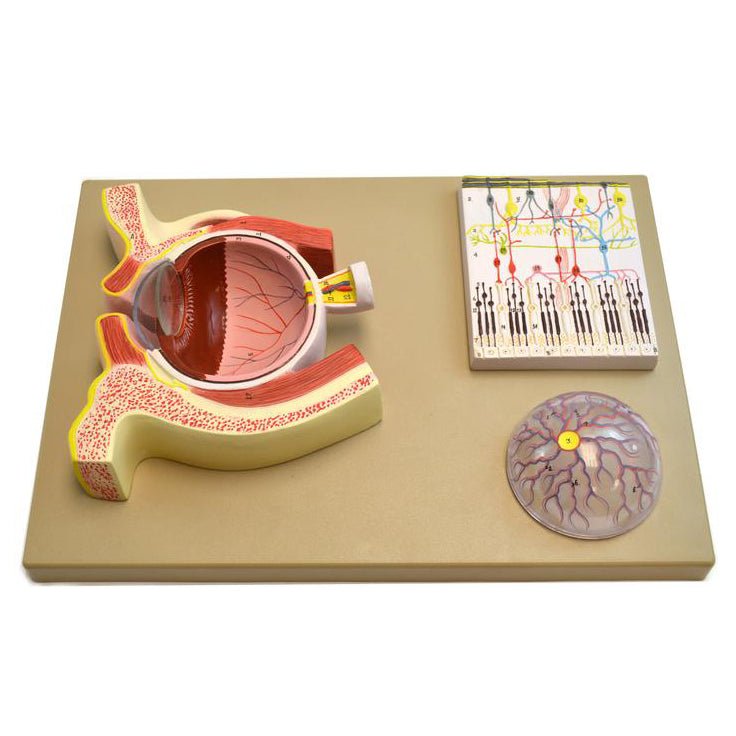 Human Eye Anatomy Model - 3D Educational Demonstration Tool for Biology Classrooms & Medical Students | Perfect for Science Labs, Teaching Aids & Visual Learning