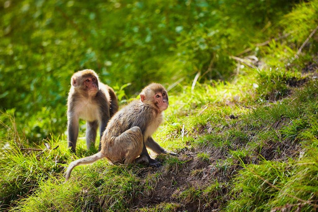 Rhesus Macaque Monkey Wildlife Art Print - India Forest Primate Poster for Wall Decor (36x24) | Nature Painting for Bathroom, Living Room & Office | Cool Jungle Animal Wall Art