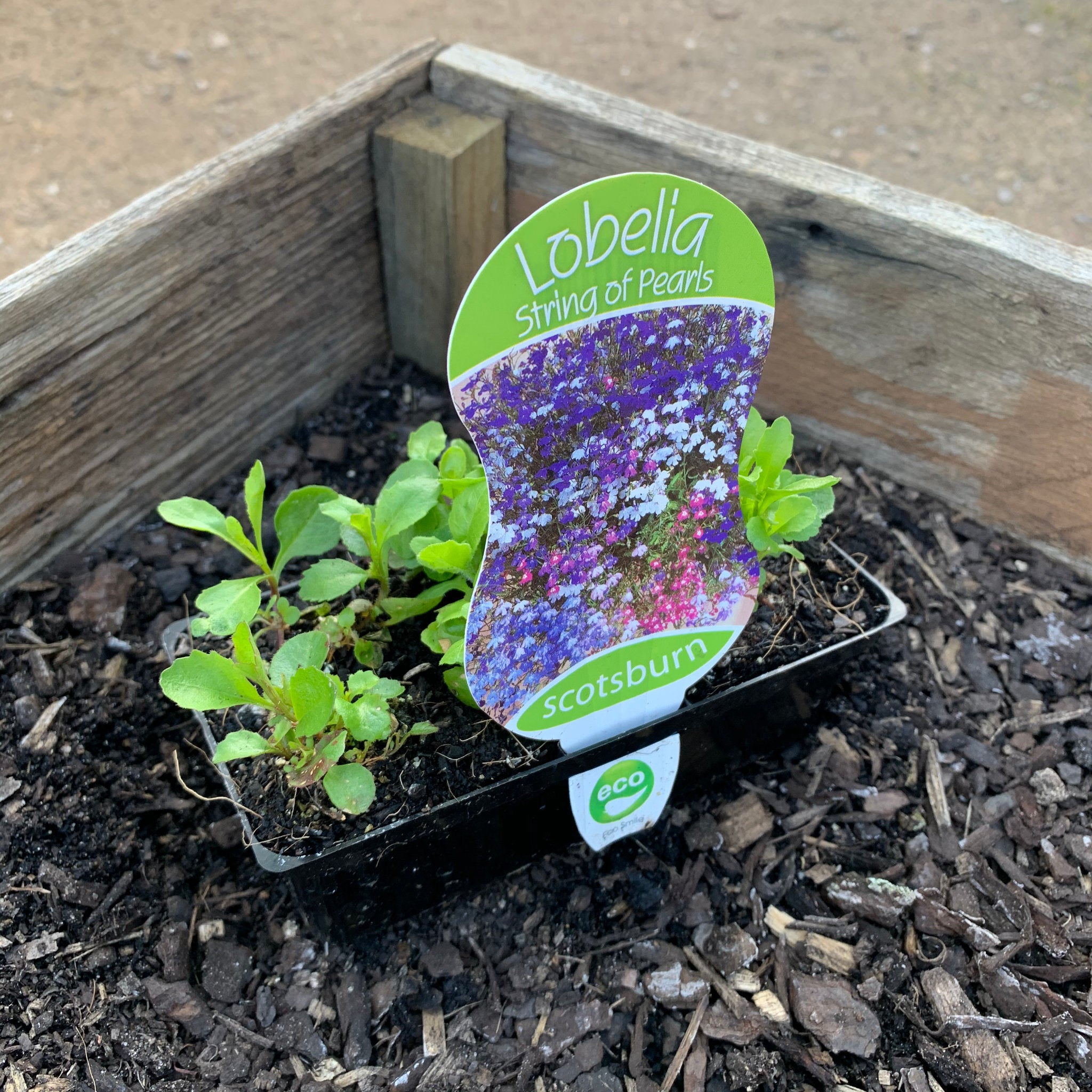 Lobelia 'String of Pearls' - Trailing Succulent Plant for Hanging Baskets, Home Decor & Indoor Gardening - Perfect for Windowsills, Shelves & Gift Giving