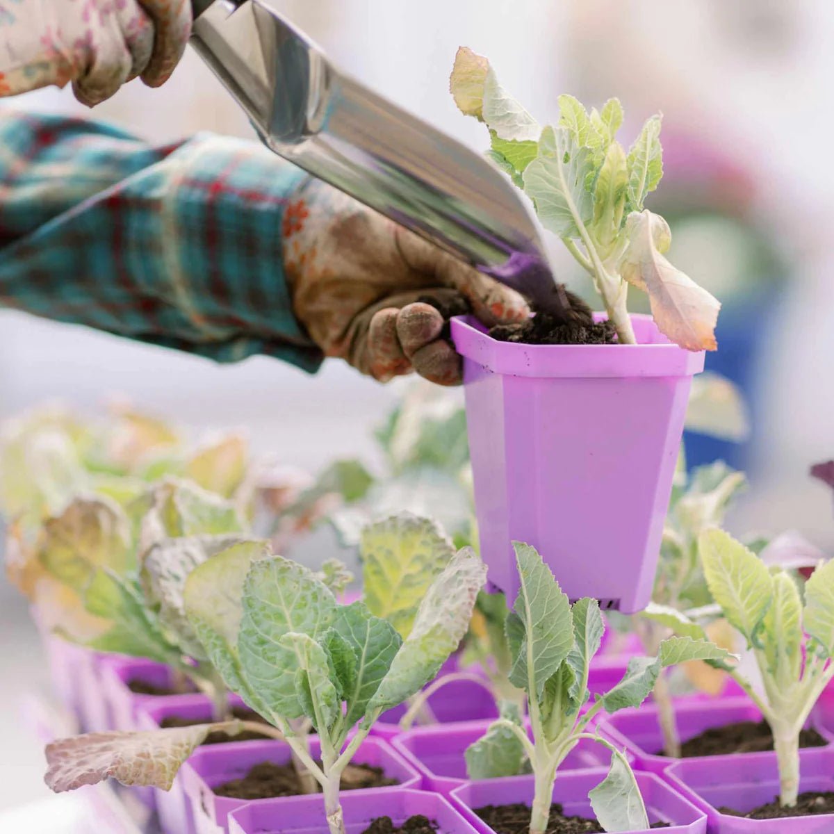 Bootstrap Farmer Heavy Duty Seed Starting Pots 3.3