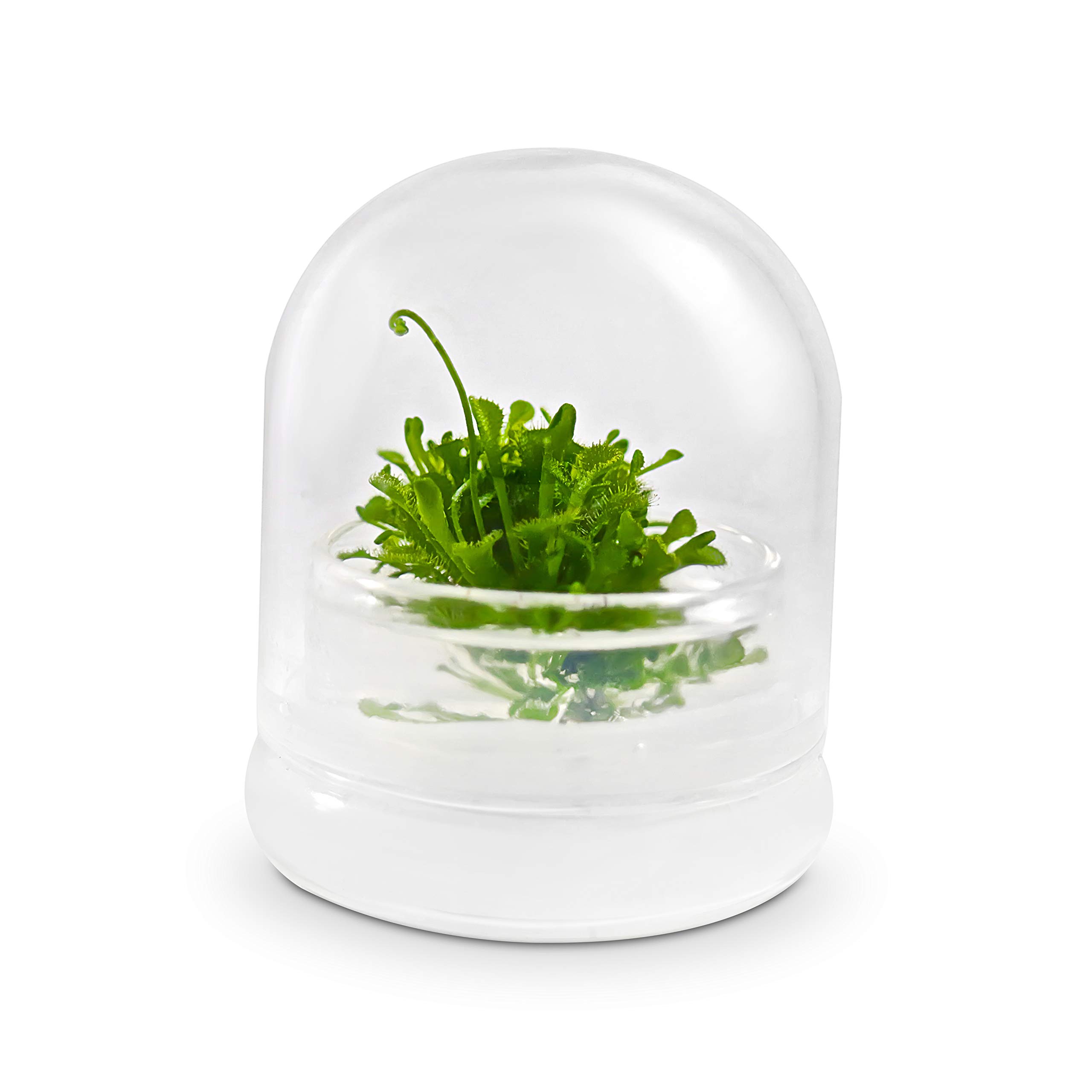 Bloomify Live Sundew Plant Terrarium Kit - Self-Sustaining Enclosed Ecosystem with Drosera Spatula Carnivorous Plant - Low Maintenance Indoor Home Decor - Unique Gift for Plant Lovers - Perfect for Office Desk, Living Room, or Classroom Display