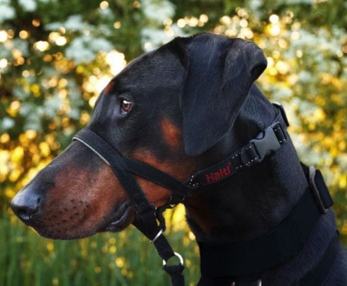 Company of Animals Halti Dog Head Collar - No-Pull Training Solution for Medium & Large Dogs - Perfect for Walking, Training & Behavioral Control - Black