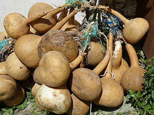 Long Handled Dipper Gourd Seeds - Thick Walled for Crafts, Birdhouses & DIY Projects | Grow Your Own Natural Decor | Perfect for Fall Decorations & Garden Art | Liliana's Garden