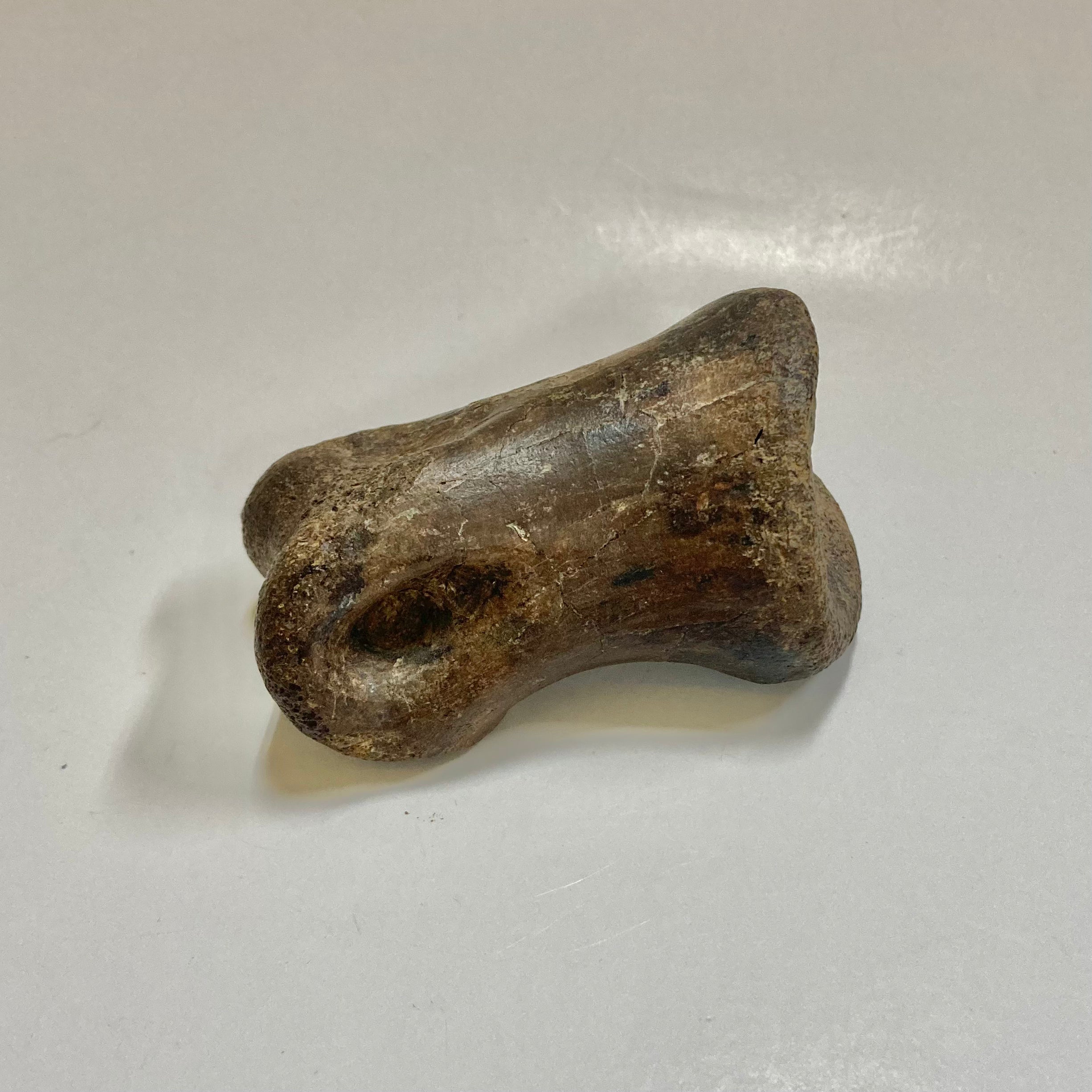 Authentic Ornithomimidae Dinosaur Finger Bone Fossil - Rare Collectible for Paleontology Enthusiasts & Science Education - Perfect for Display, Gifts, and Museum Exhibits