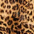 Leopard Skin