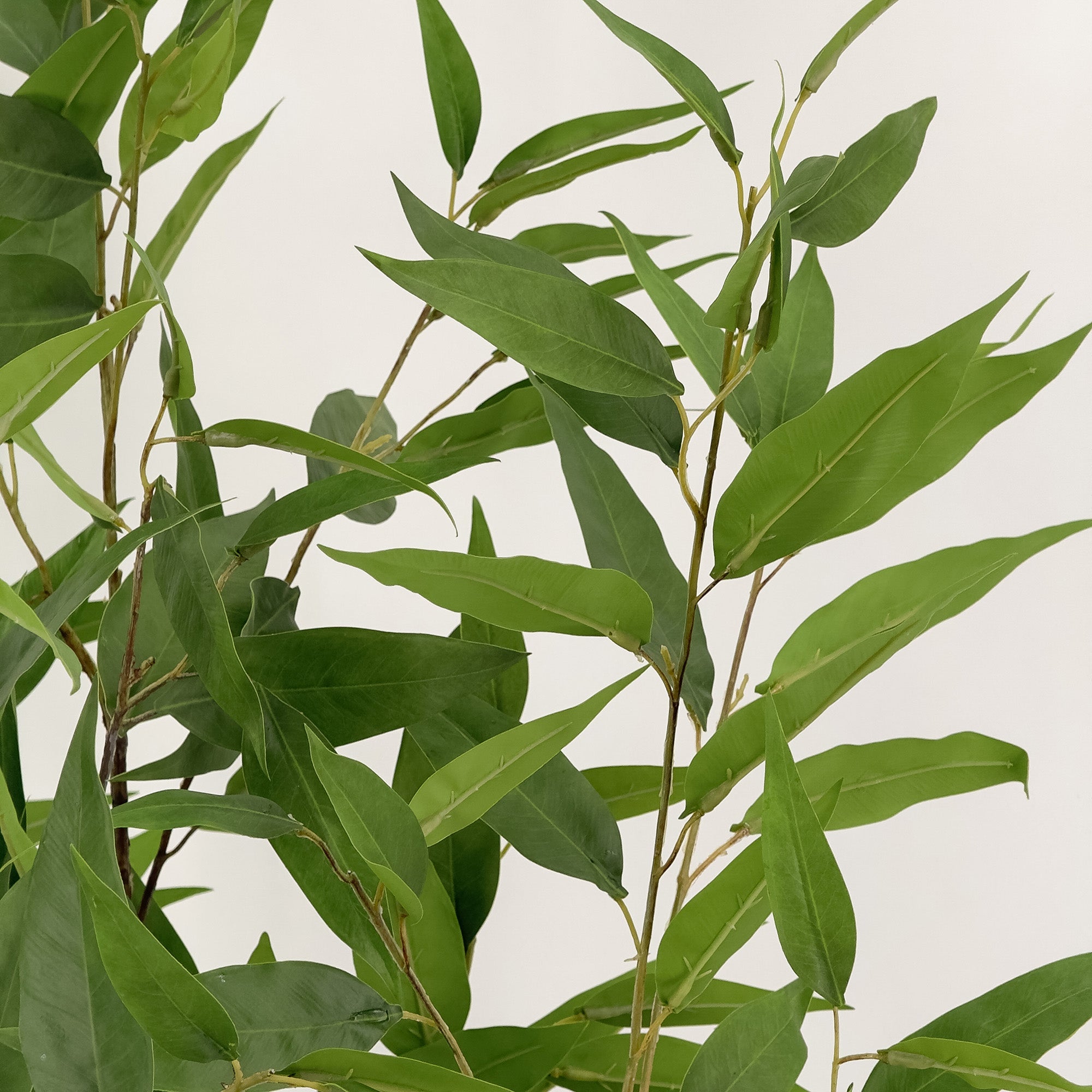 Premium Artificial Lemon Eucalyptus Gum Tree - 150cm Tall Lifelike Faux Plant for Home & Office Decor - Perfect for Living Room, Bedroom, or Outdoor Patio
