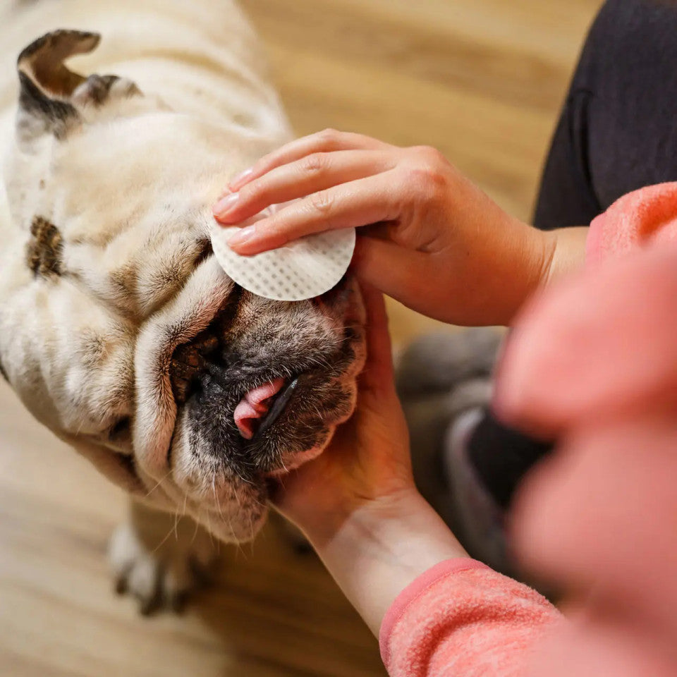 Eye Envy Bulldog Starter Kit for Dogs - Tear Stain Remover & Eye Care Solution - Perfect for Daily Grooming & Tear Stain Prevention