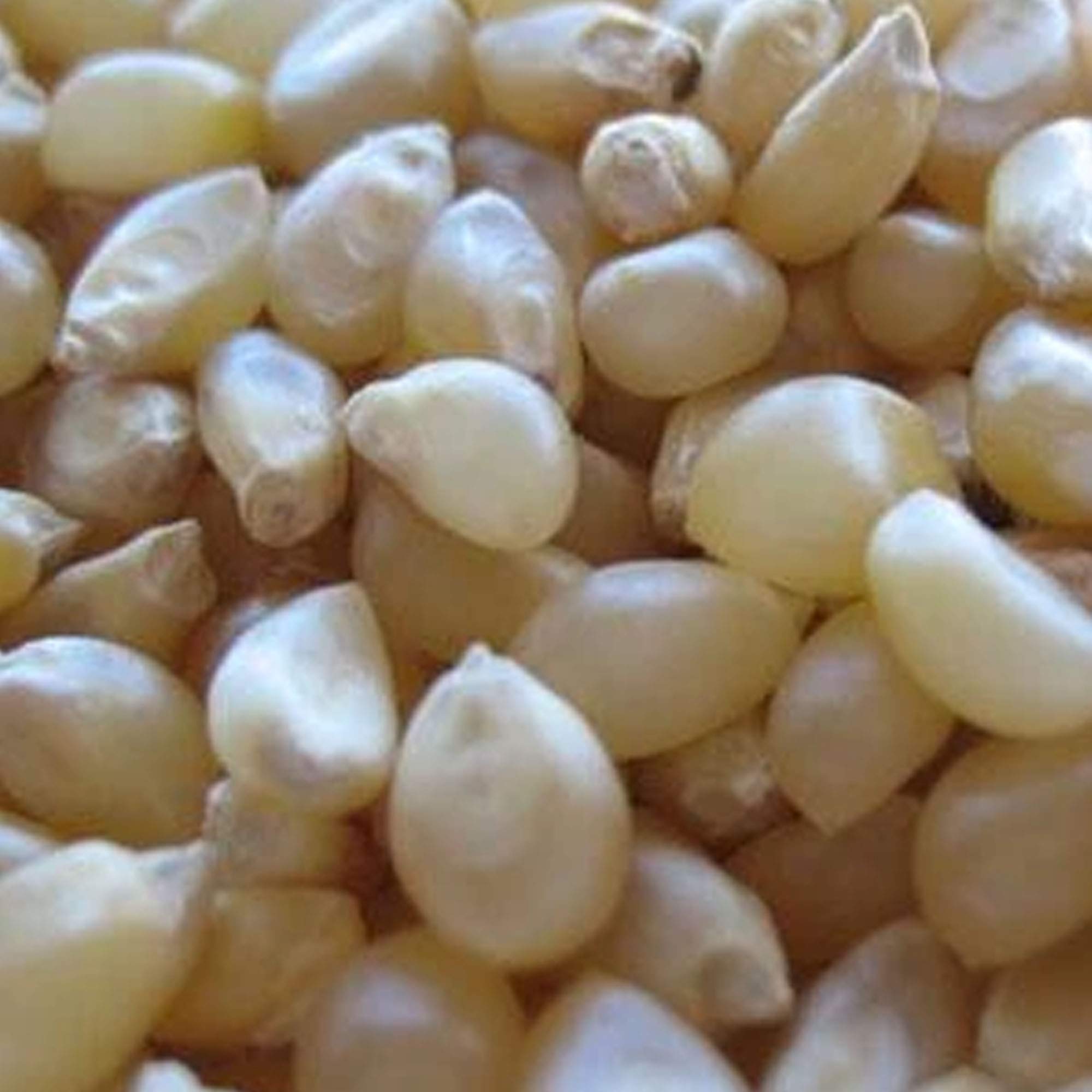 Japanese Hulless Popcorn Seeds - Non-GMO, Heirloom - for Home Gardening & Snacks
