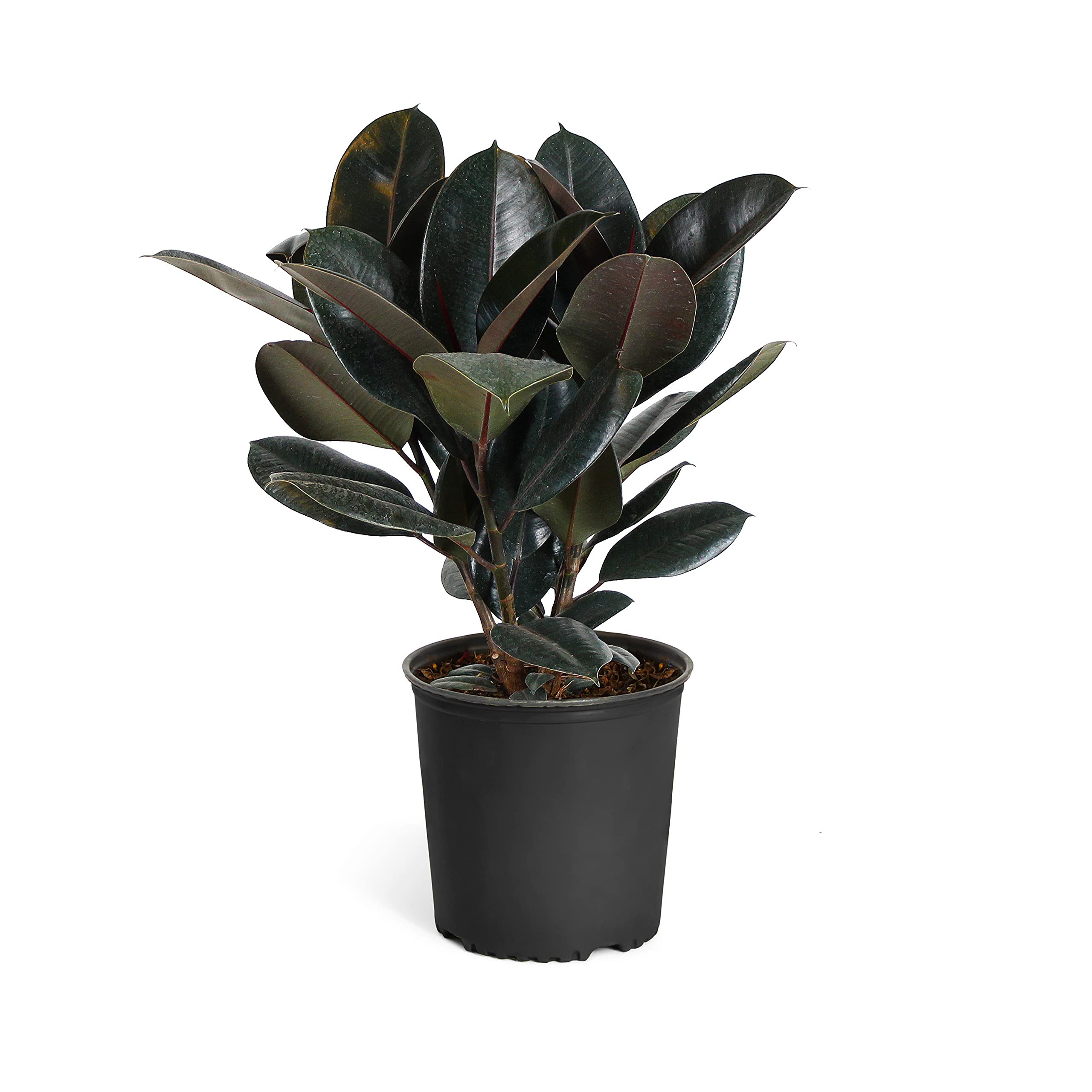 Brighter Blooms Ficus Elastica Rubber Plant - 3 Gallon Live Indoor Houseplant for Home & Office Decor - Perfect for Living Room, Bedroom, or Office Space