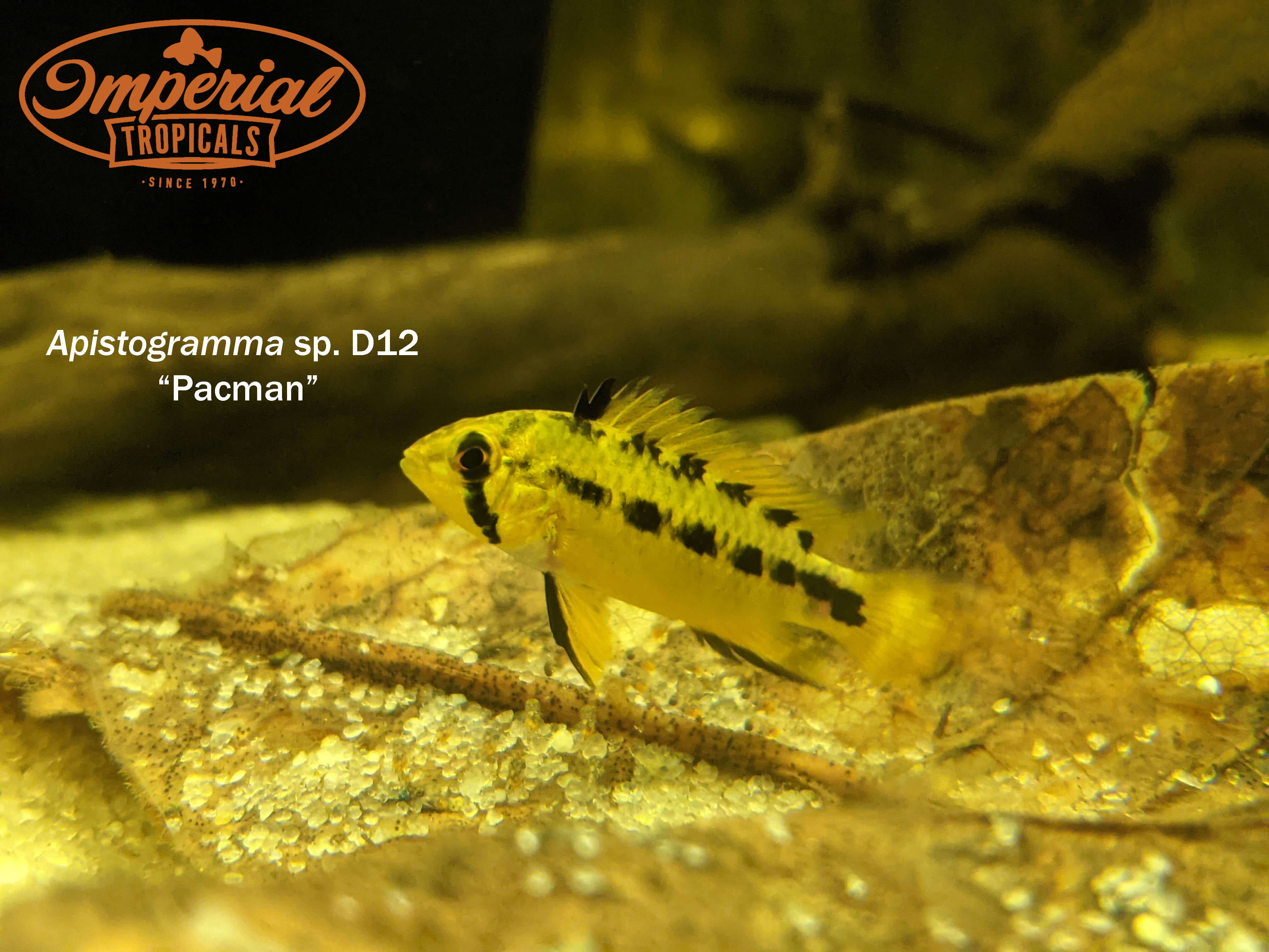 Pacman Apisto Apistogramma D12 Cichlid Fish - Perfect for Aquarium Tanks & Fish Enthusiasts