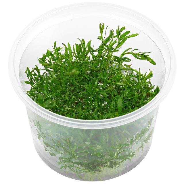 Dennerle Ludwigia Arcuata Live Aquarium Plant - Freshwater Aquatic Plant for Fish Tanks, Aquascaping & Planted Aquariums | Perfect for Nano Tanks & Shrimp Habitats